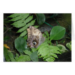 ¡Tarjeta de la mariposa!