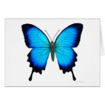 Tarjeta de la mariposa de Papilio Ulises