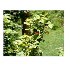 Tarjeta de la mariposa postales