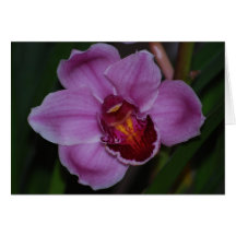 Tarjeta de la orquídea