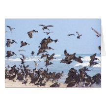 Tarjeta de la playa de los pelícanos