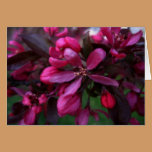 Tarjeta de la púrpura de la primavera tarjetas