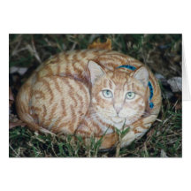Tarjeta de la roca del gato del "Peewee"