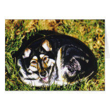 Tarjeta de la roca del perro de "Sasha"