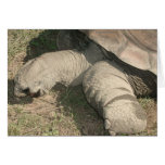 ¡Tarjeta de la tortuga!