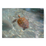 Tarjeta de la tortuga de mar