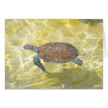 Tarjeta de la tortuga de mar