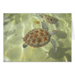 Tarjeta de la tortuga de mar