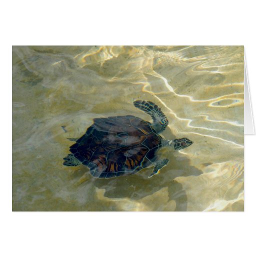 Tarjeta de la tortuga de mar