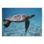 Tarjeta de la tortuga de mar verde