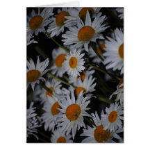 Tarjeta de las flores de las margaritas de las mar