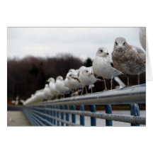 Tarjeta de las gaviotas