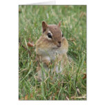 Tarjeta de las mejillas del Chipmunk