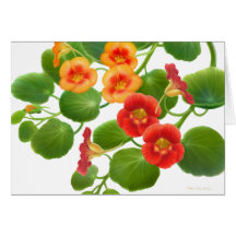 Tarjeta de las vides del jardín de la capuchina
