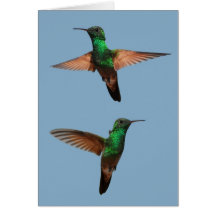 Tarjeta de los colibríes