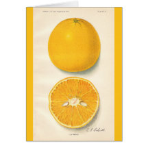 Tarjeta de los naranjas del vintage