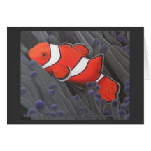 Tarjeta de los pescados del payaso