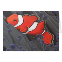 Tarjeta de los pescados del payaso (personalizable