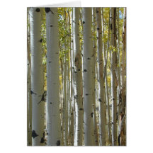 Tarjeta de los troncos de Aspen