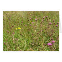 Tarjeta de los Wildflowers
