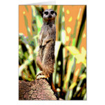 Tarjeta de Meerkat