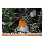 Tarjeta de Navidad de Redbreast del petirrojo