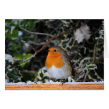 Tarjeta de Navidad de Redbreast del petirrojo