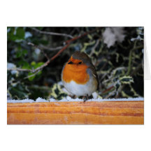 Tarjeta de Navidad de Redbreast del petirrojo
