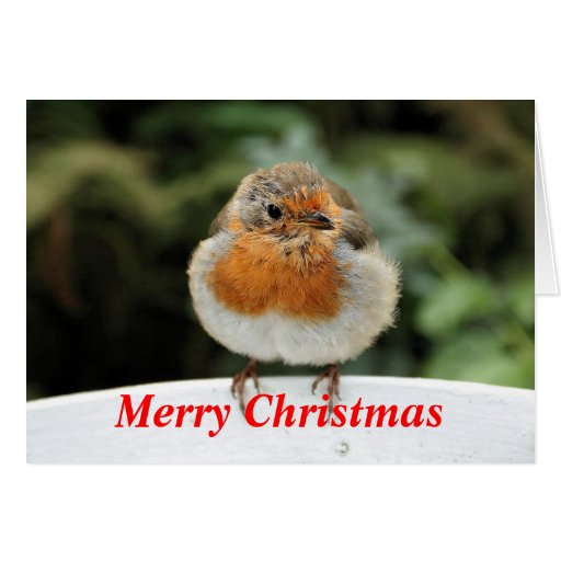 Tarjeta de Navidad del petirrojo