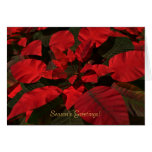Tarjeta de Navidad del "Poinsettia"