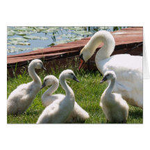 Tarjeta de nota blanca de la familia del cisne