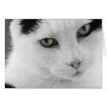 Tarjeta de nota blanca del gato