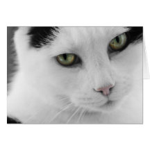 Tarjeta de nota blanca del gato