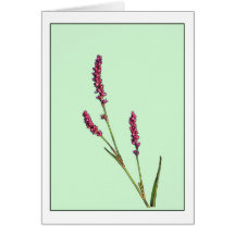 Tarjeta de nota botánica del Wildflower rosado