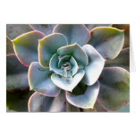 Tarjeta de nota colorida del Succulent #3