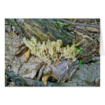 Tarjeta de nota coralina blanca de la seta