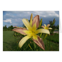 Tarjeta de nota Daylillies