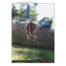 Tarjeta de nota de la araña