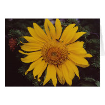 Tarjeta de nota de la flor del girasol