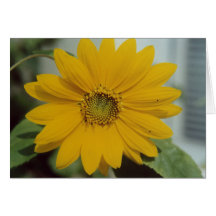 Tarjeta de nota de la flor del girasol