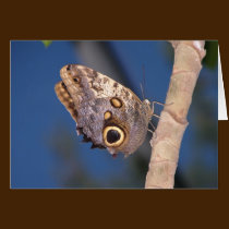 Tarjeta de nota de la mariposa del búho tarjetas