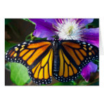 Tarjeta de nota de la mariposa del deslumbramiento