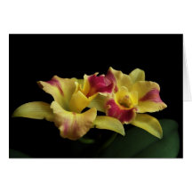Tarjeta de nota de la orquídea de Cattleya