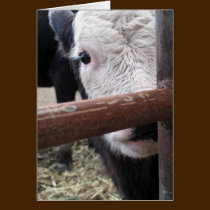 Tarjeta de nota de la vaca del peekaboo tarjetas