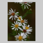 Tarjeta de nota de las flores blancas tarjetas