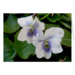 Tarjeta de nota de los pares de la violeta blanca