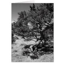 Tarjeta de nota de MesquiteTree