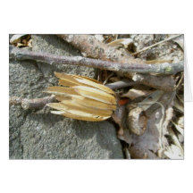 Tarjeta de nota de Seedhead del álamo de tulipán