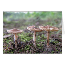 Tarjeta de nota de tres pequeña Toadstools