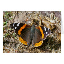 Tarjeta de nota del almirante rojo mariposa